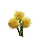 [Image: yellowdandelionflower.png]